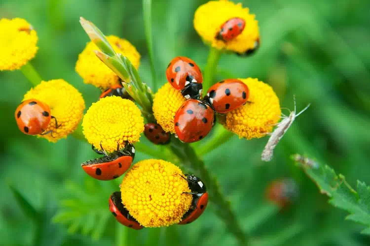 Coccinelle in giardino